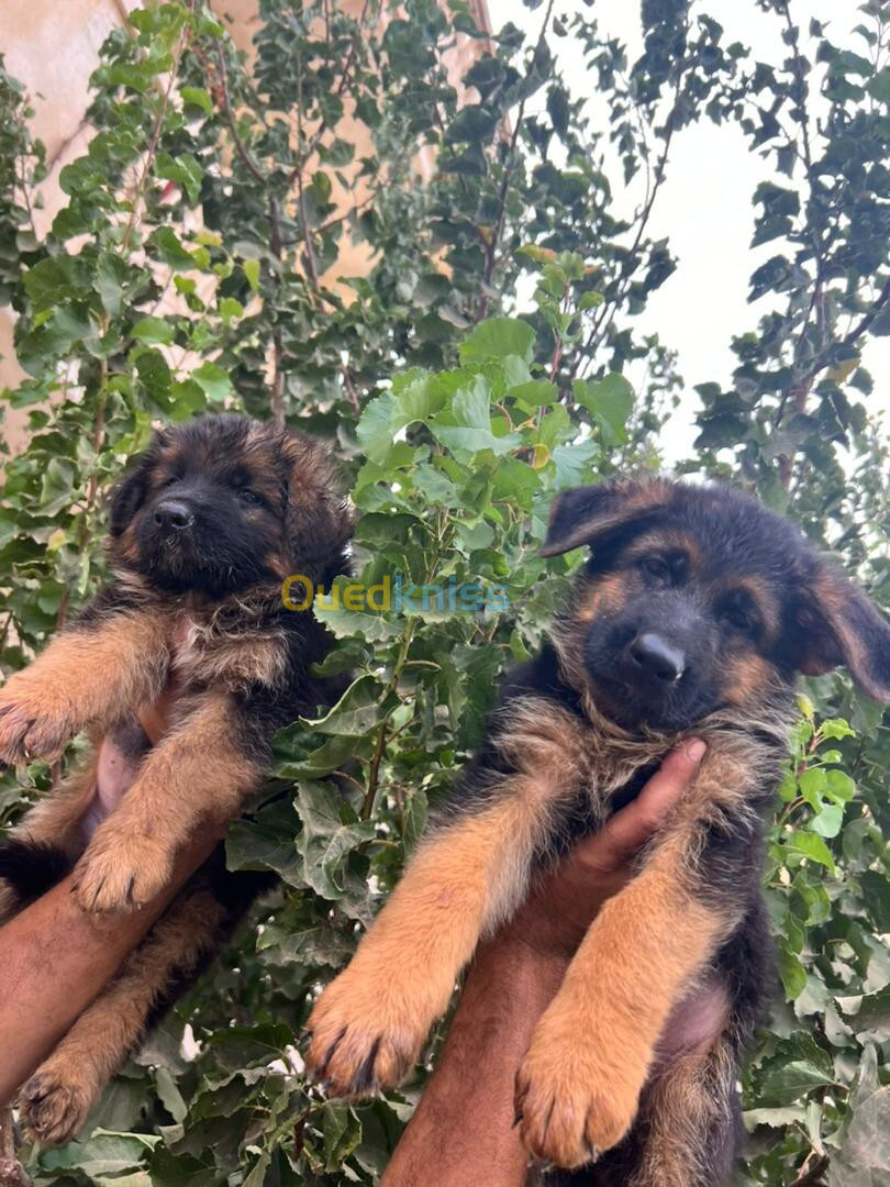 Chiot berger allemand pedigree mâle 