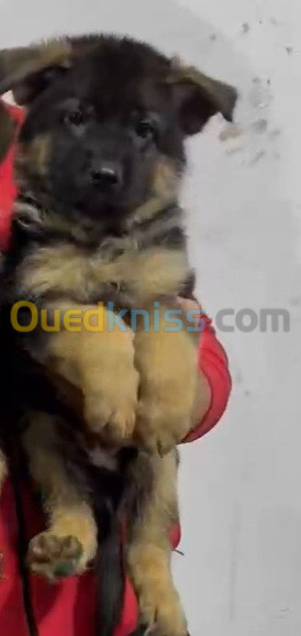 Chiot berger allemand pedigree 