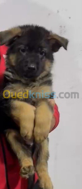 Chiot berger allemand pedigree 