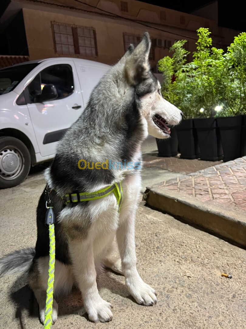 Husky sibérien de race 