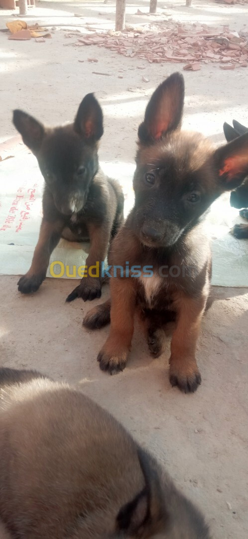 Chiots Belge malinois 