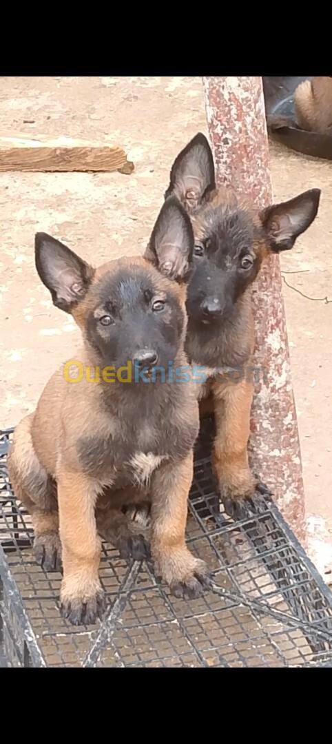 Chiots belge malinois 