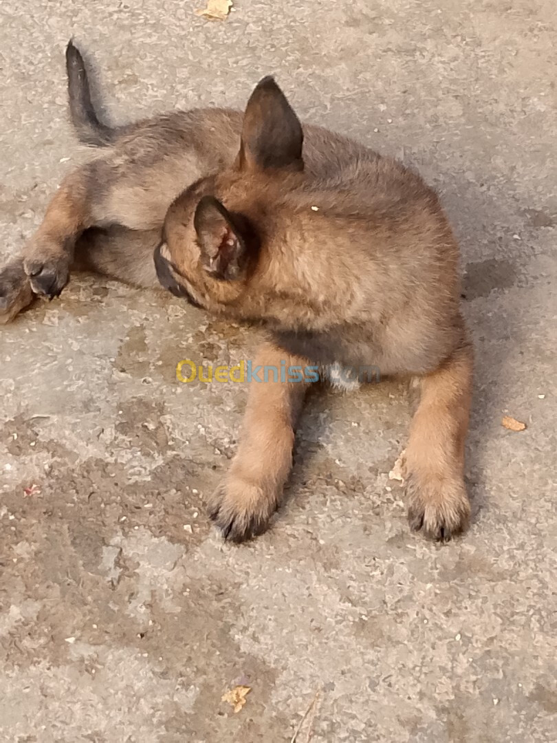 Chiots belge malinois 