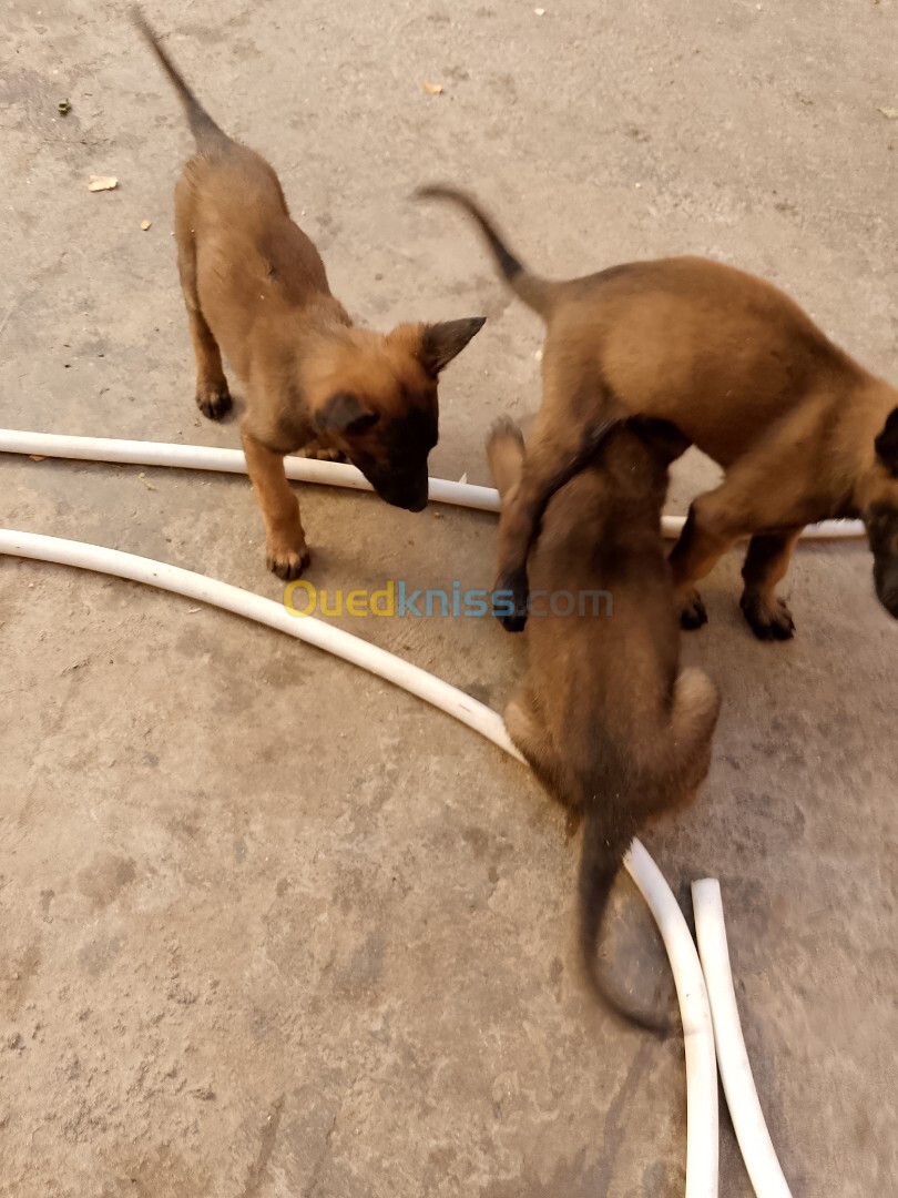 Chiots belge malinois 