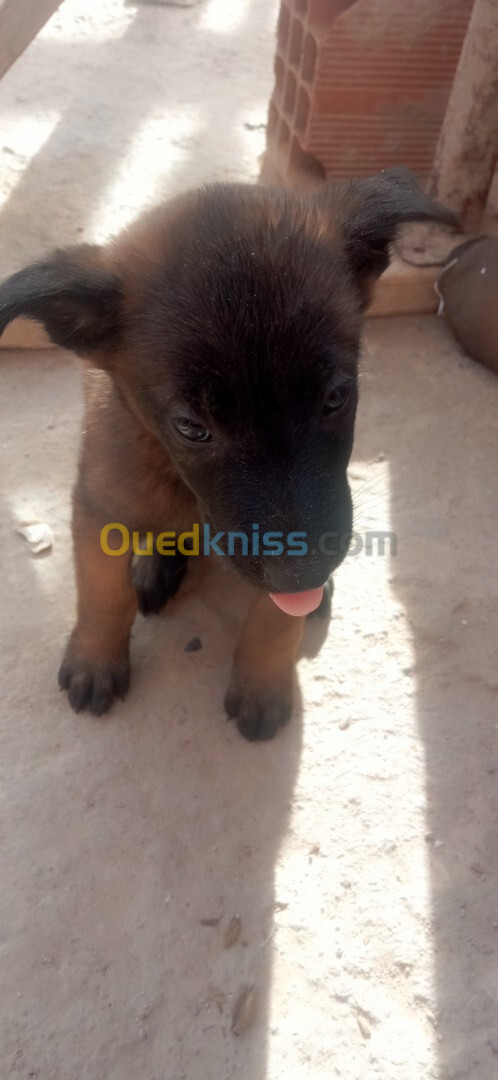 Chiots Belge malinois 