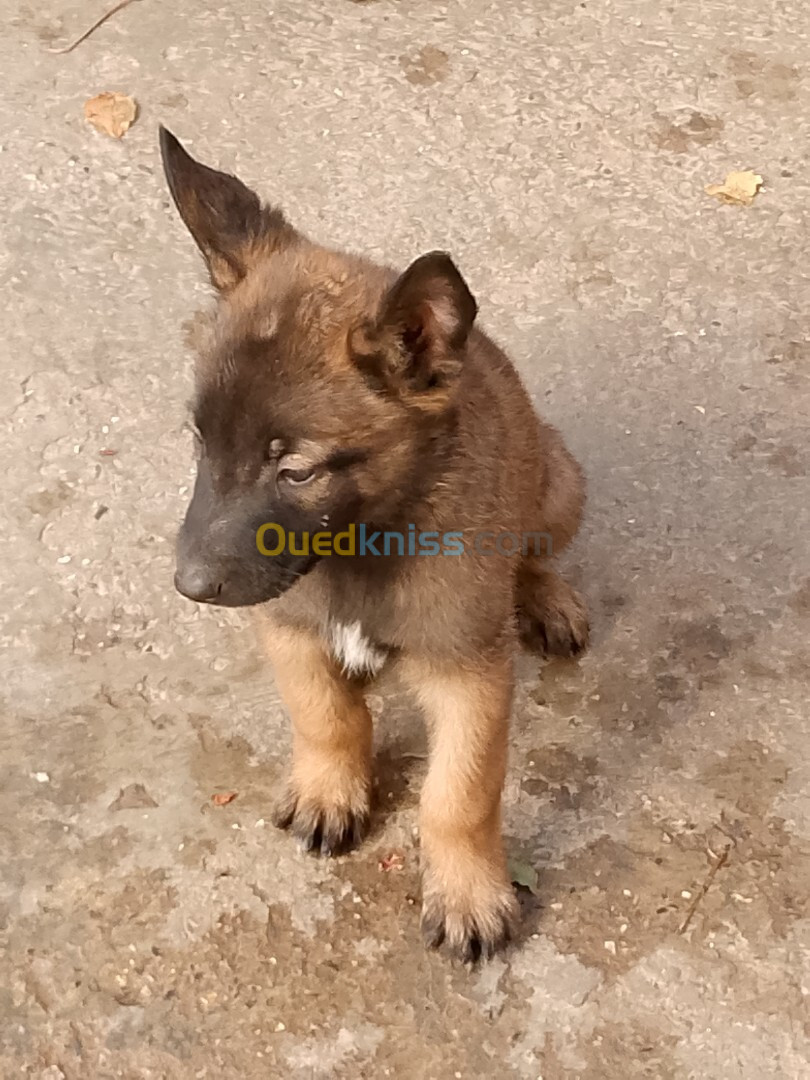 Chiots belge malinois 