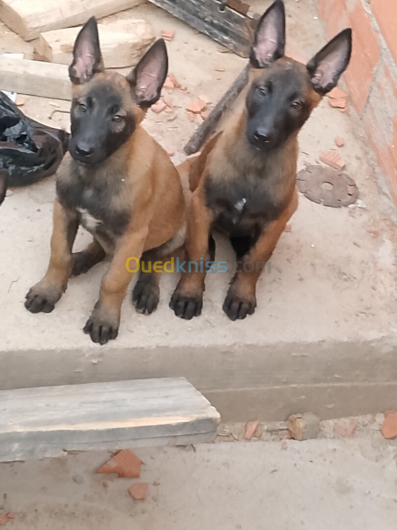 Chiots belge malinois classique 