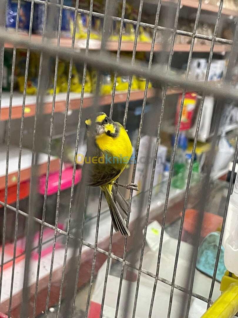 Serin Mozambique male tres bon sante 