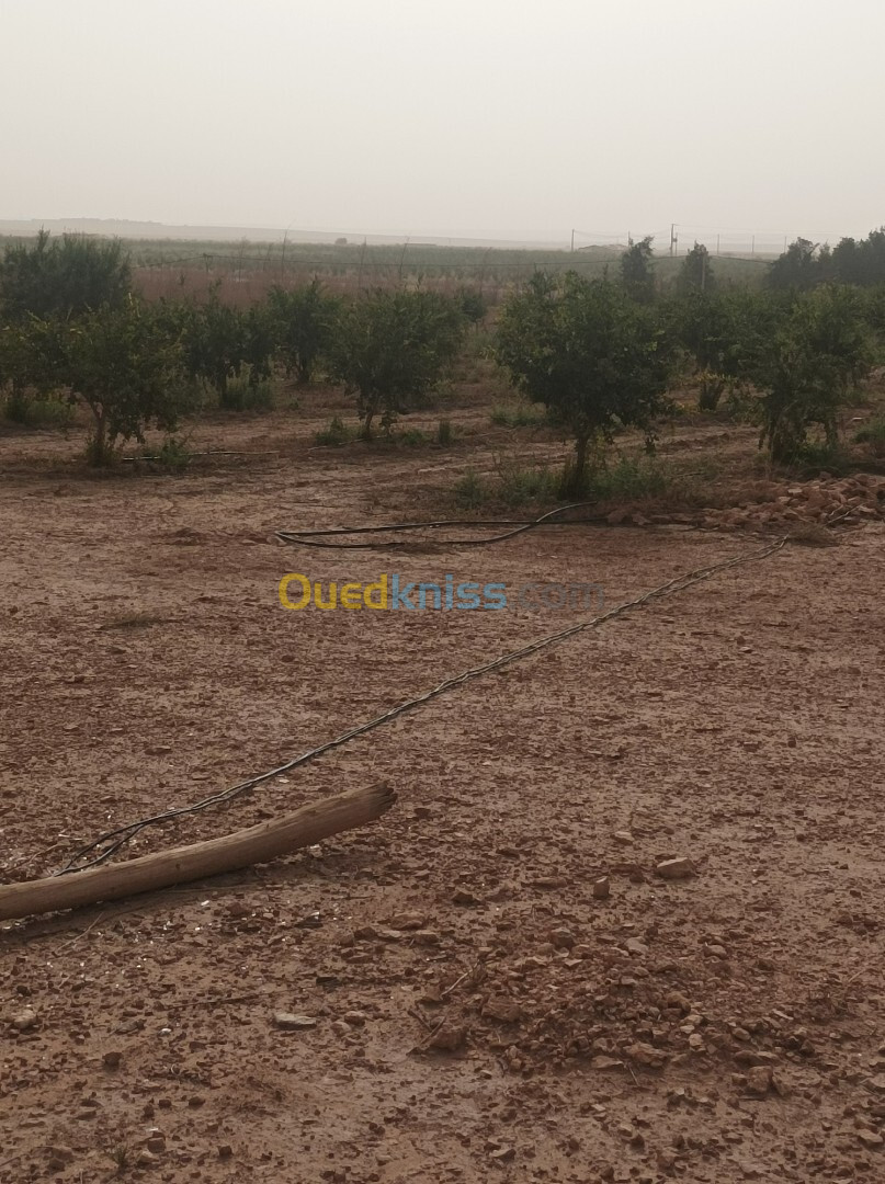 Vente Terrain Agricole Djelfa Ain oussara