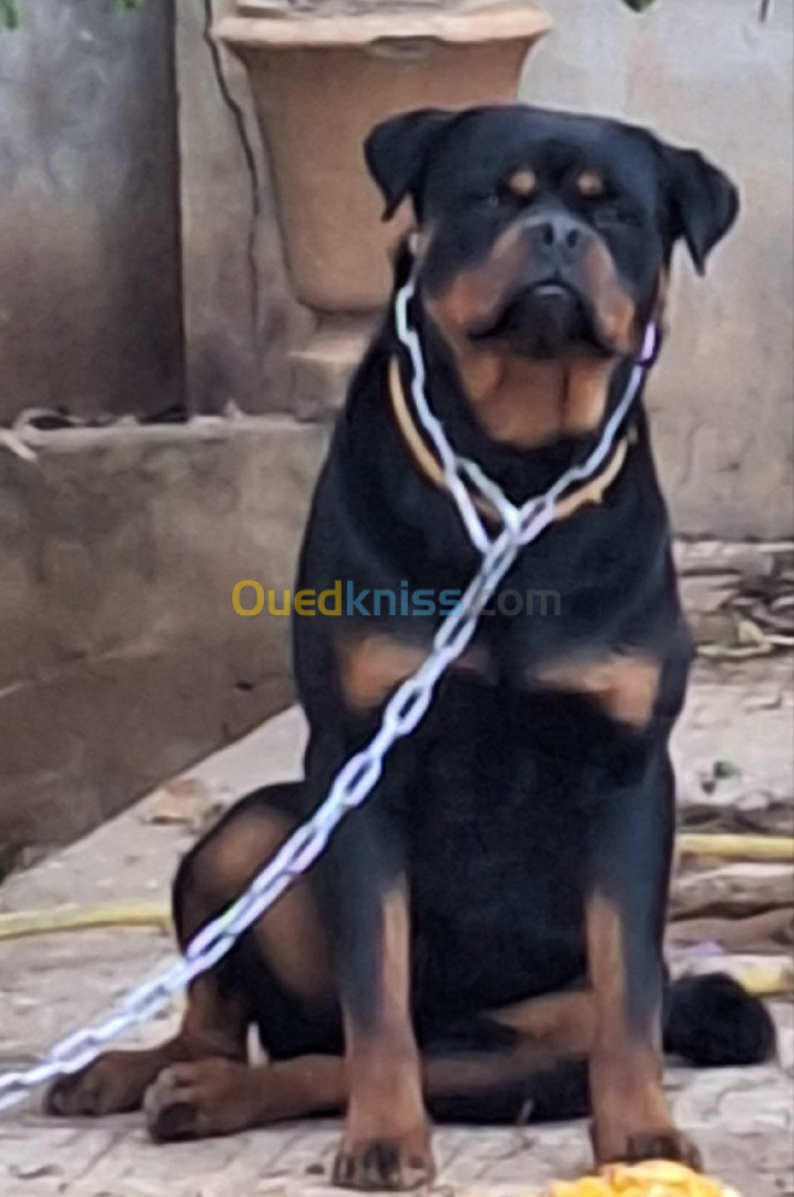 Rottweiler serbie pour accouplement 