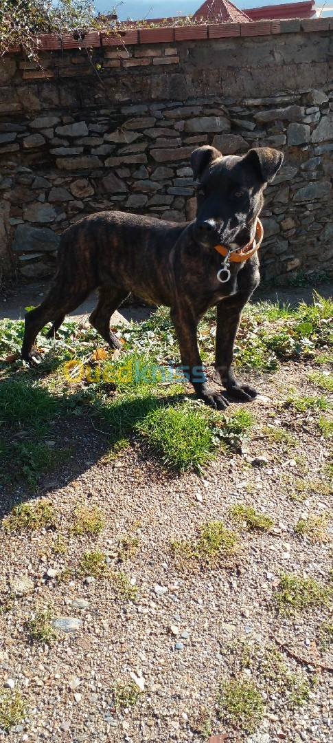 Cane corso 