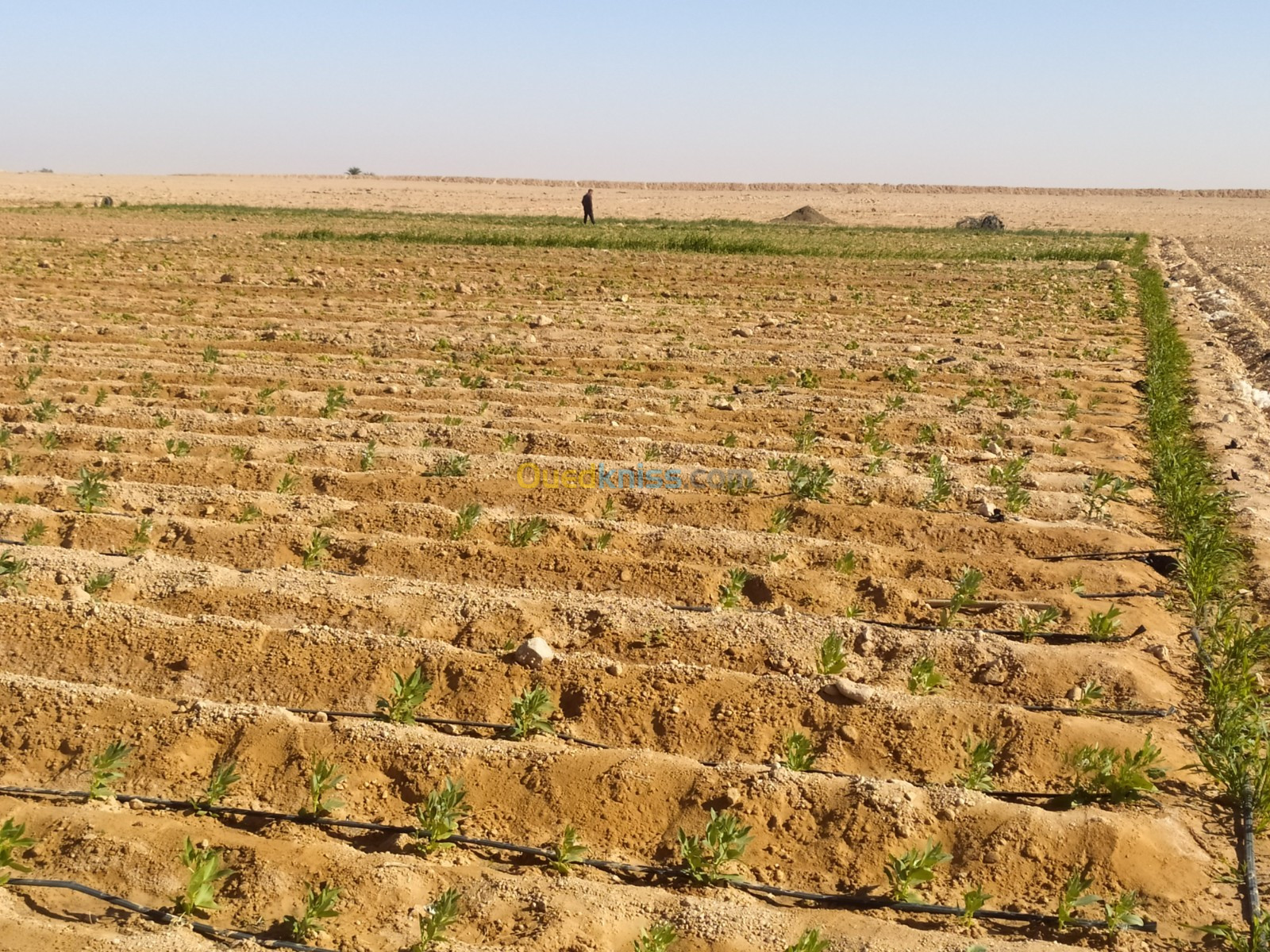 Vente Terrain Agricole Biskra Lioua