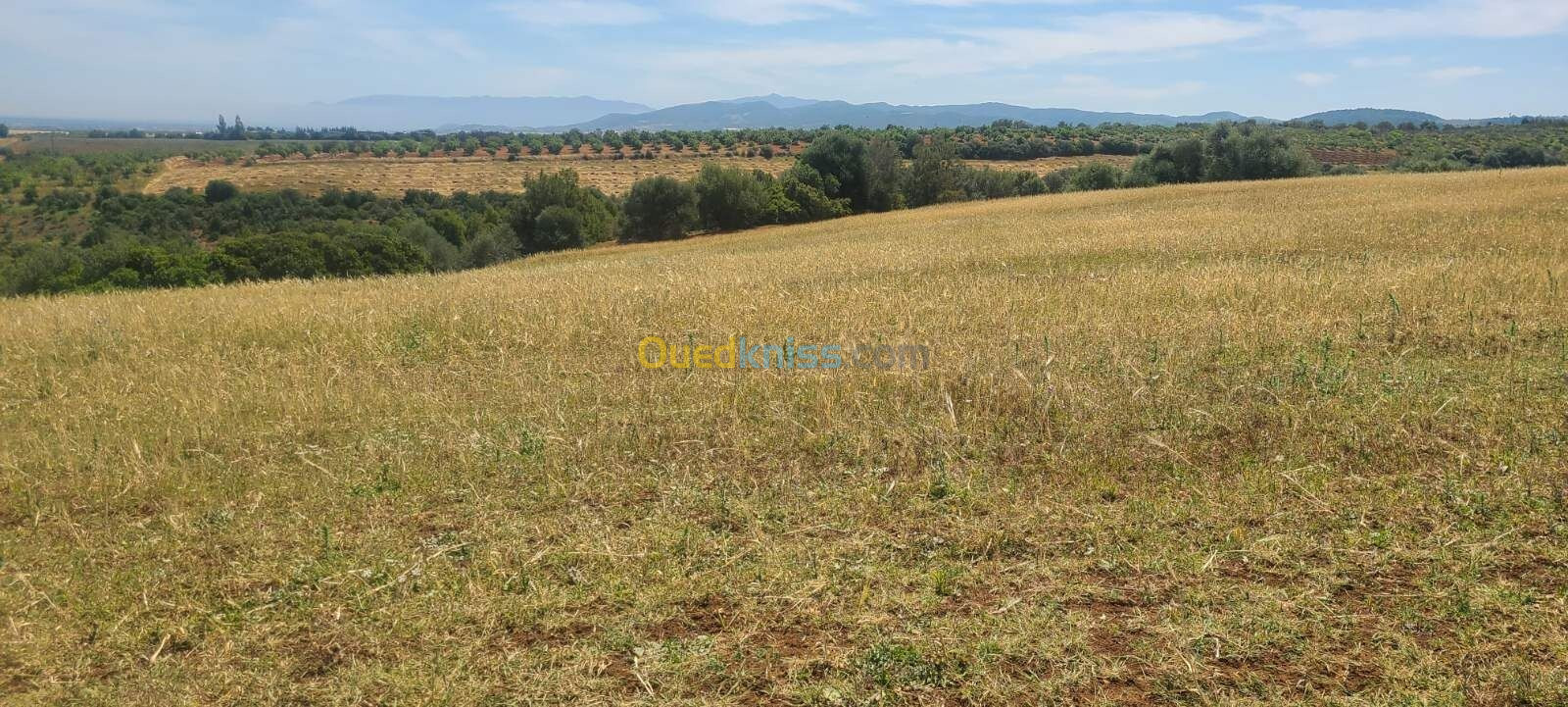 Vente Terrain Agricole Tipaza Meurad