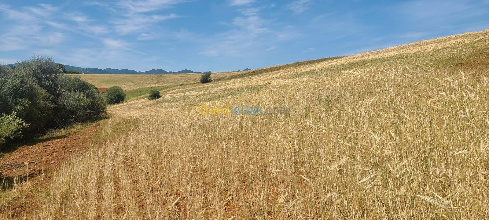 Vente Terrain Agricole Tipaza Meurad