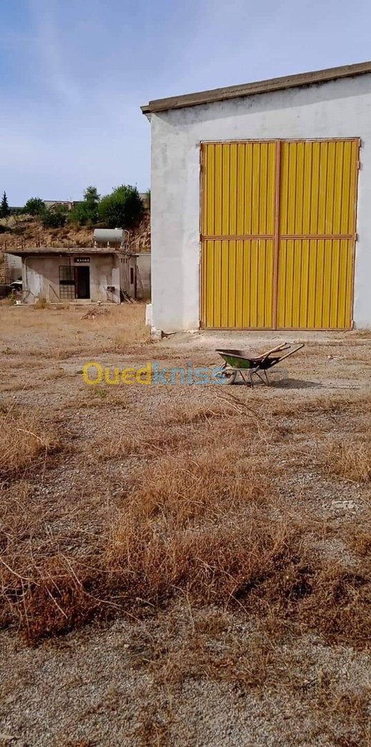 Location Hangar Guelma Guellat bou dbaa