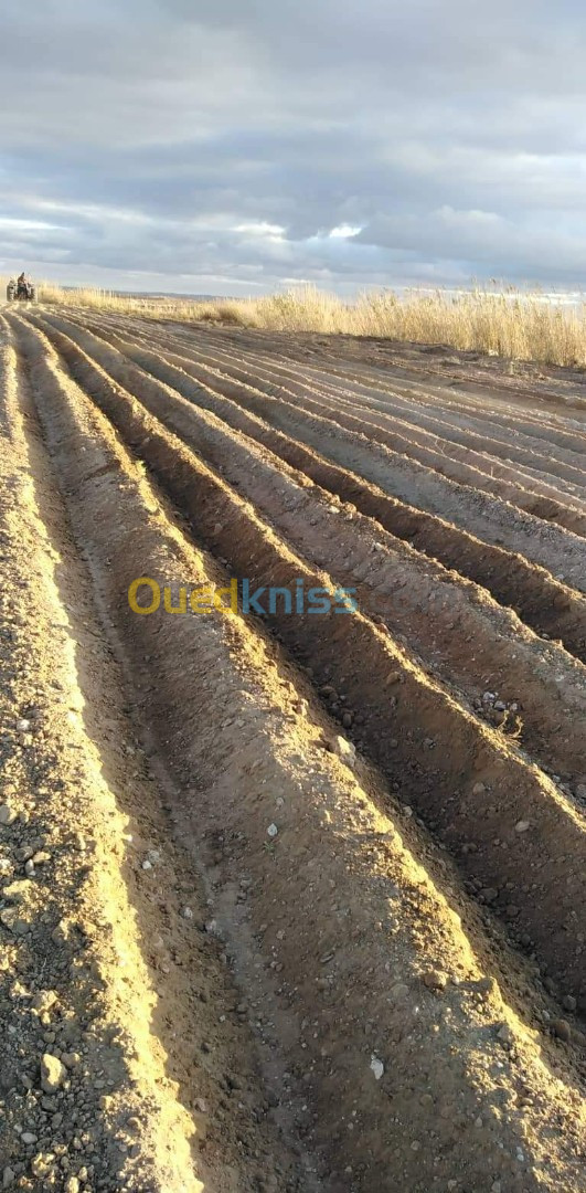 Vente Terrain Agricole Djelfa Ain el ibel