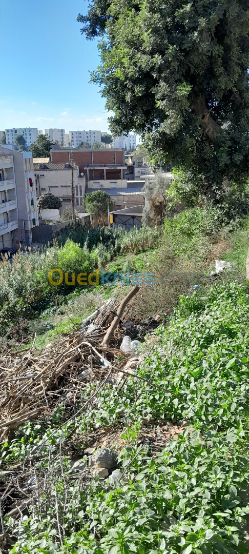 Vente Terrain Alger Beni messous