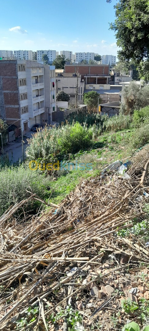 Vente Terrain Alger Beni messous