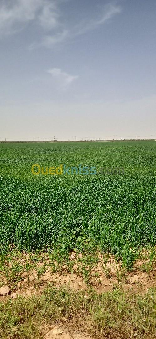 Vente Terrain Agricole Djelfa Ain oussara