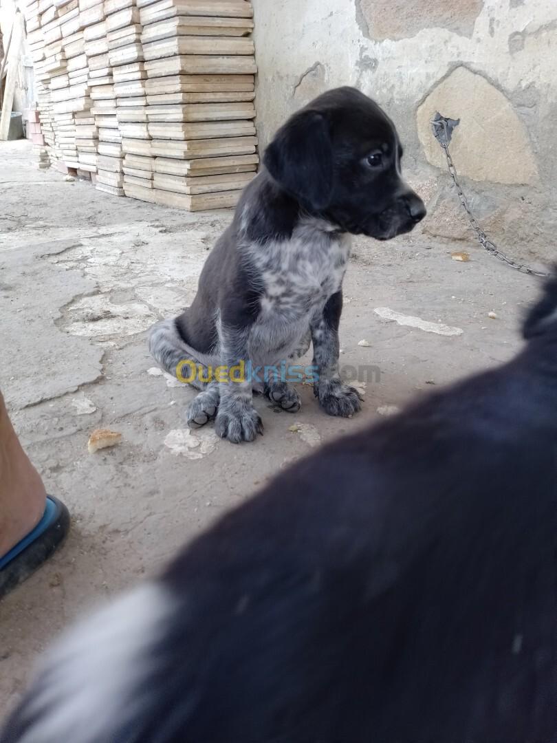 Chien de chasse espagnol bleue de Picardie 