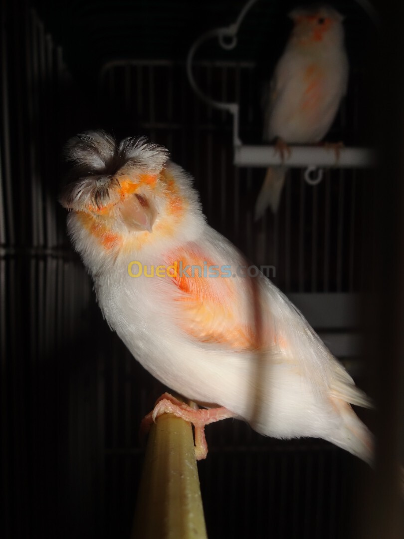 canari mosaique