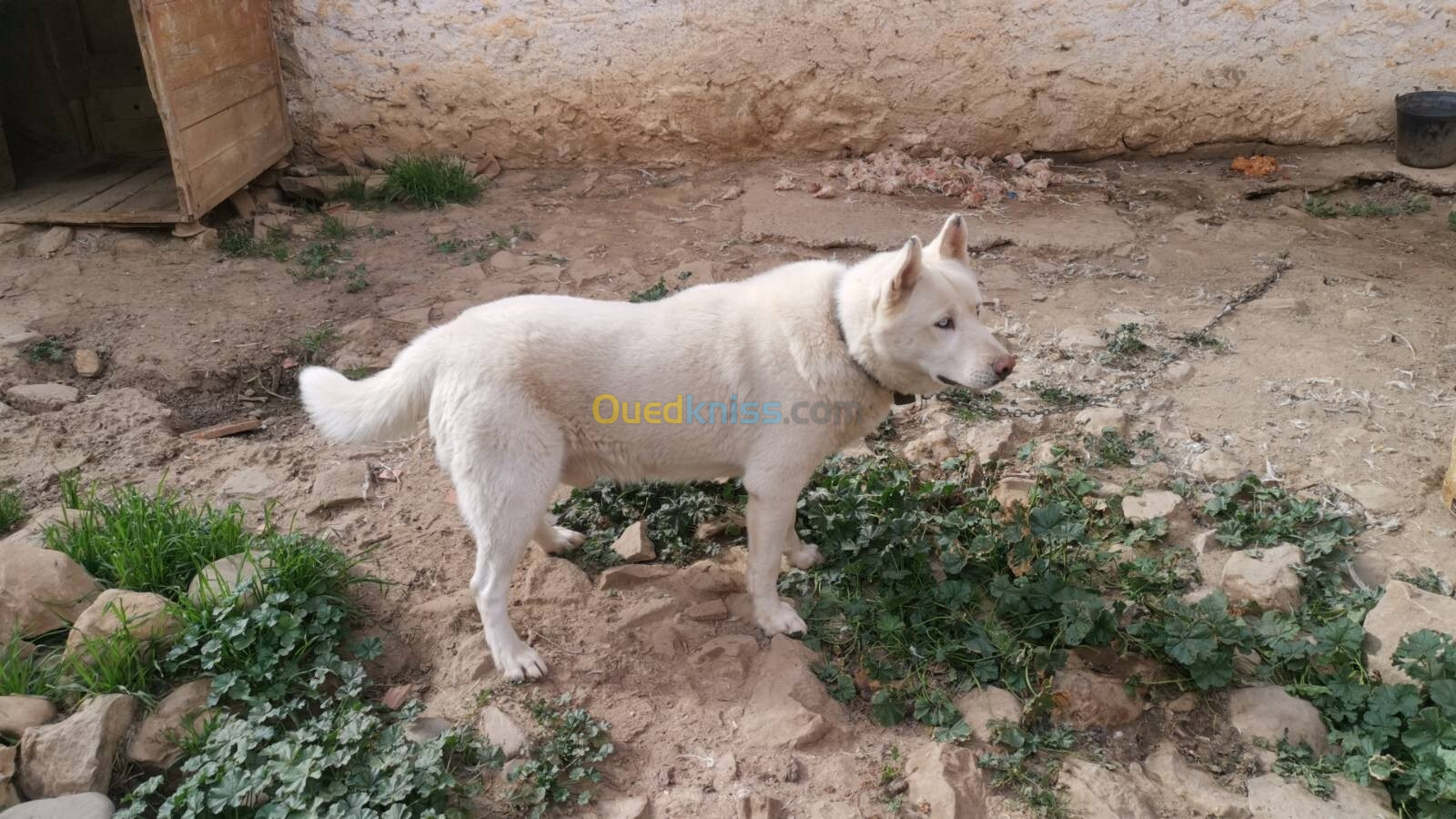 chiot husky