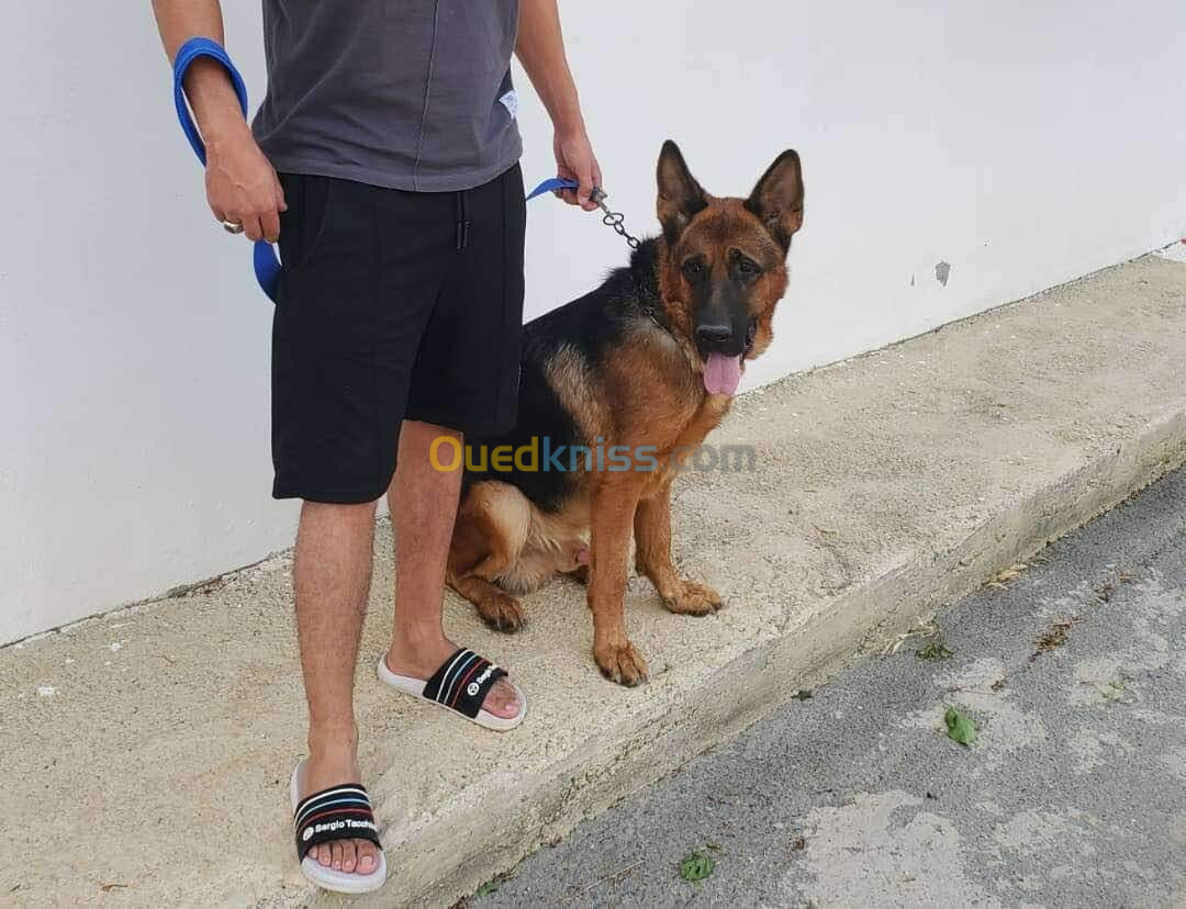 Berger Allemand Bien dressé 2ans  et demi