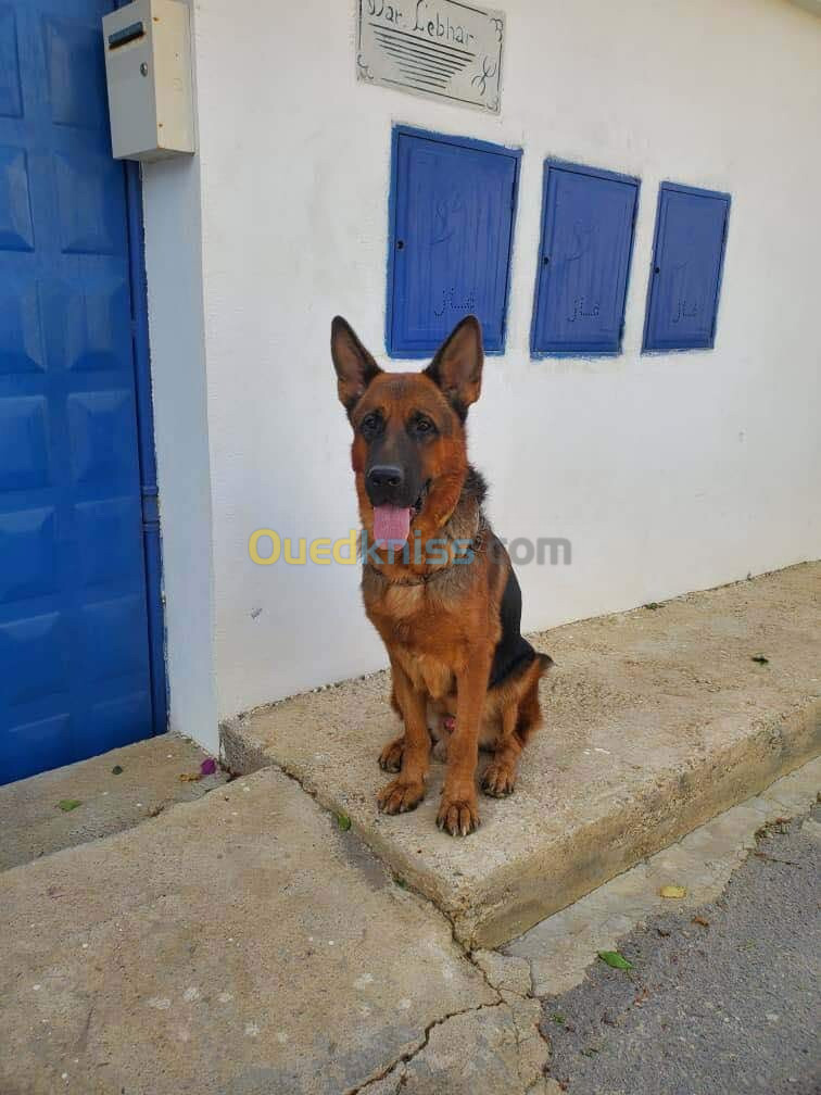 Berger Allemand Bien dressé 2ans  et demi