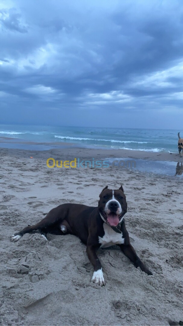 Pitbull 2ans Bien dressé