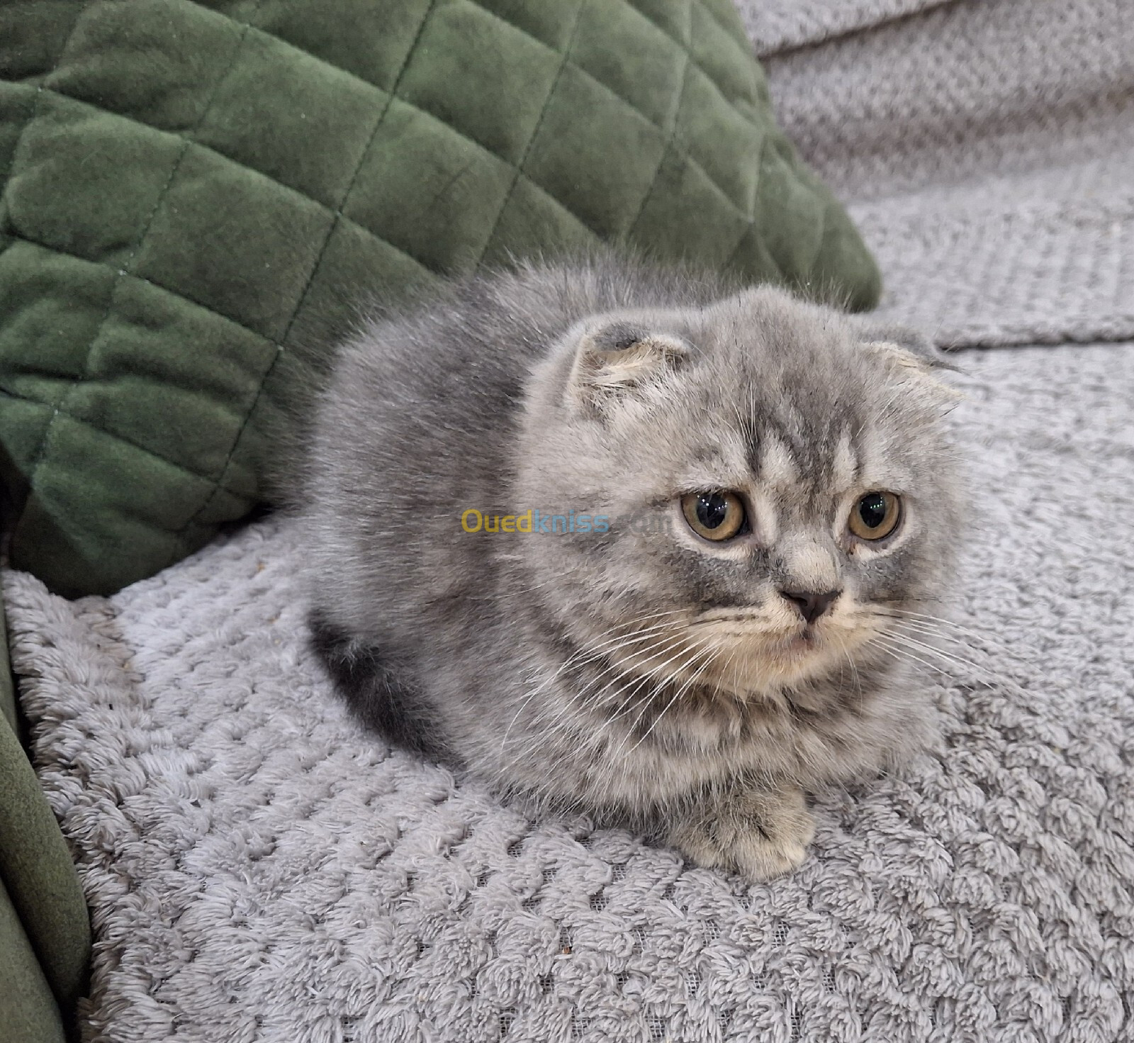 Chat Scottish fold male