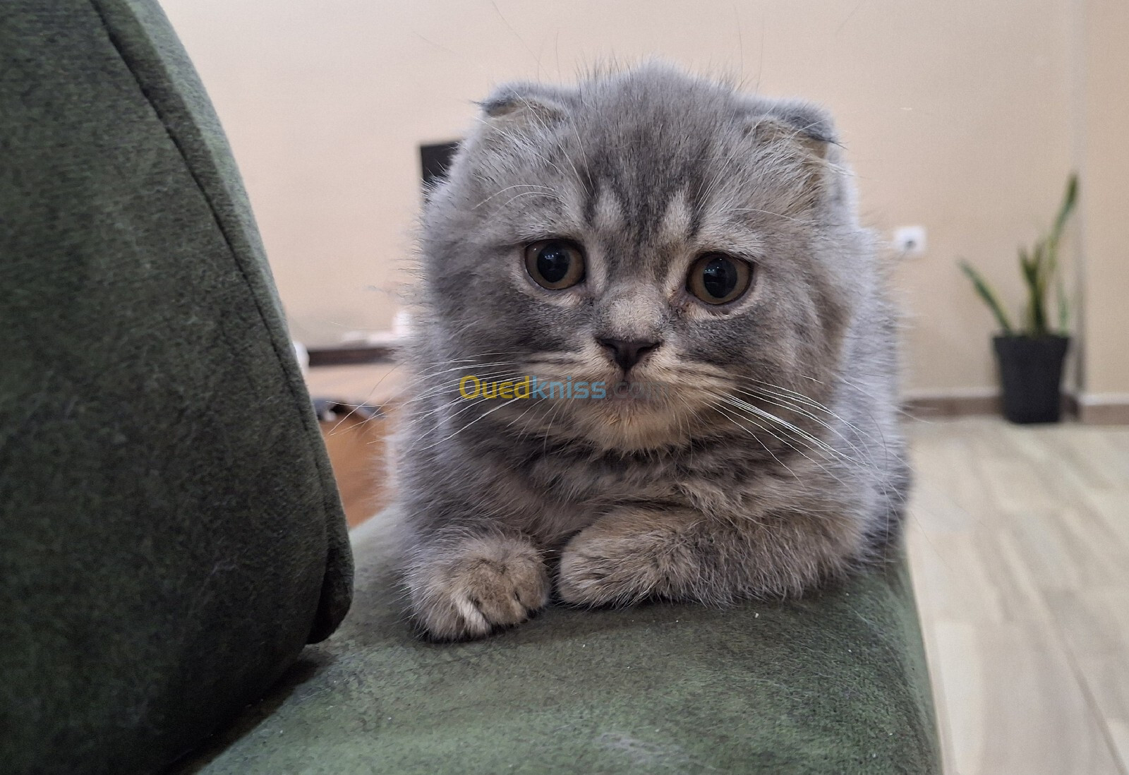 Chat Scottish fold male