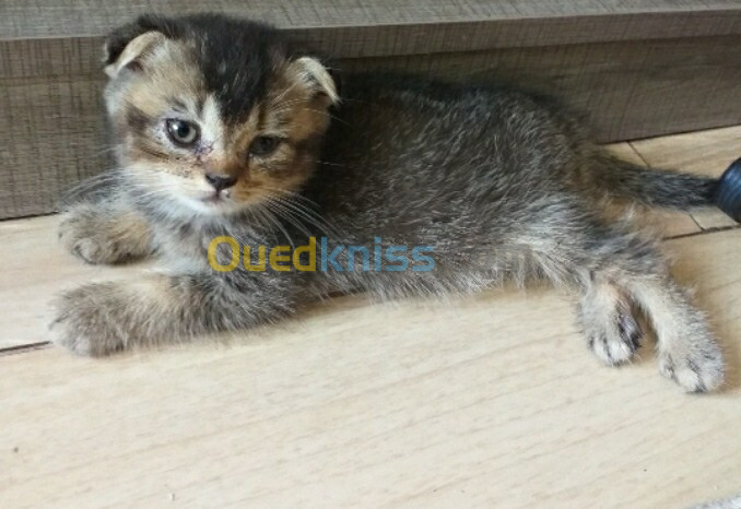 Chat scottish fold mal brown gold 