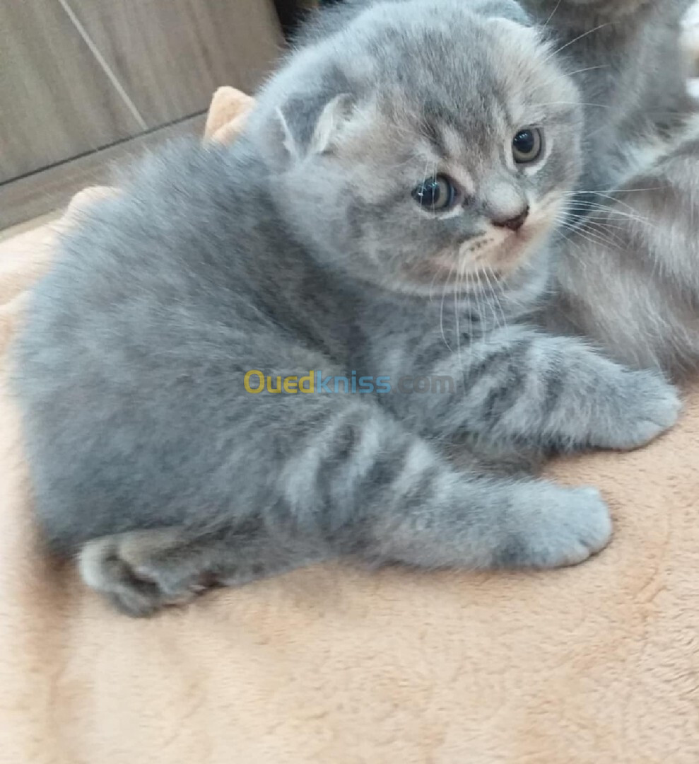 Chat Scottish fold mal