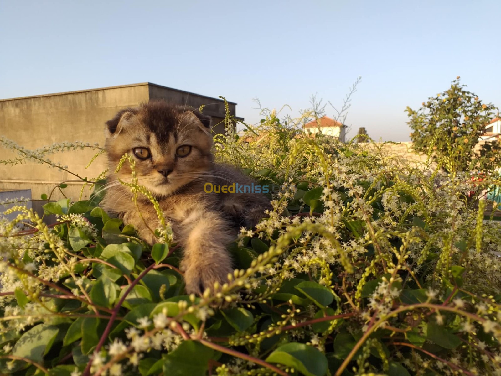 Chat scottish fold mal