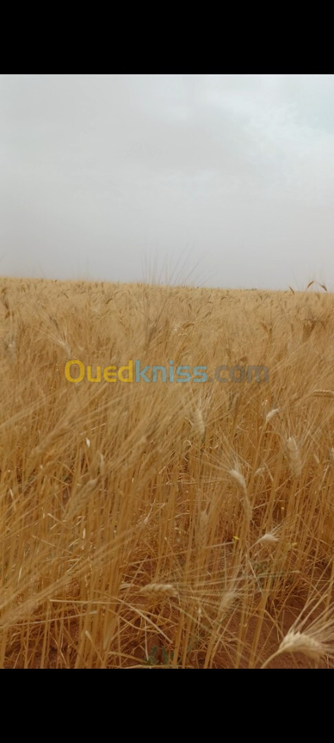 Vente Terrain Agricole Biskra Oumache