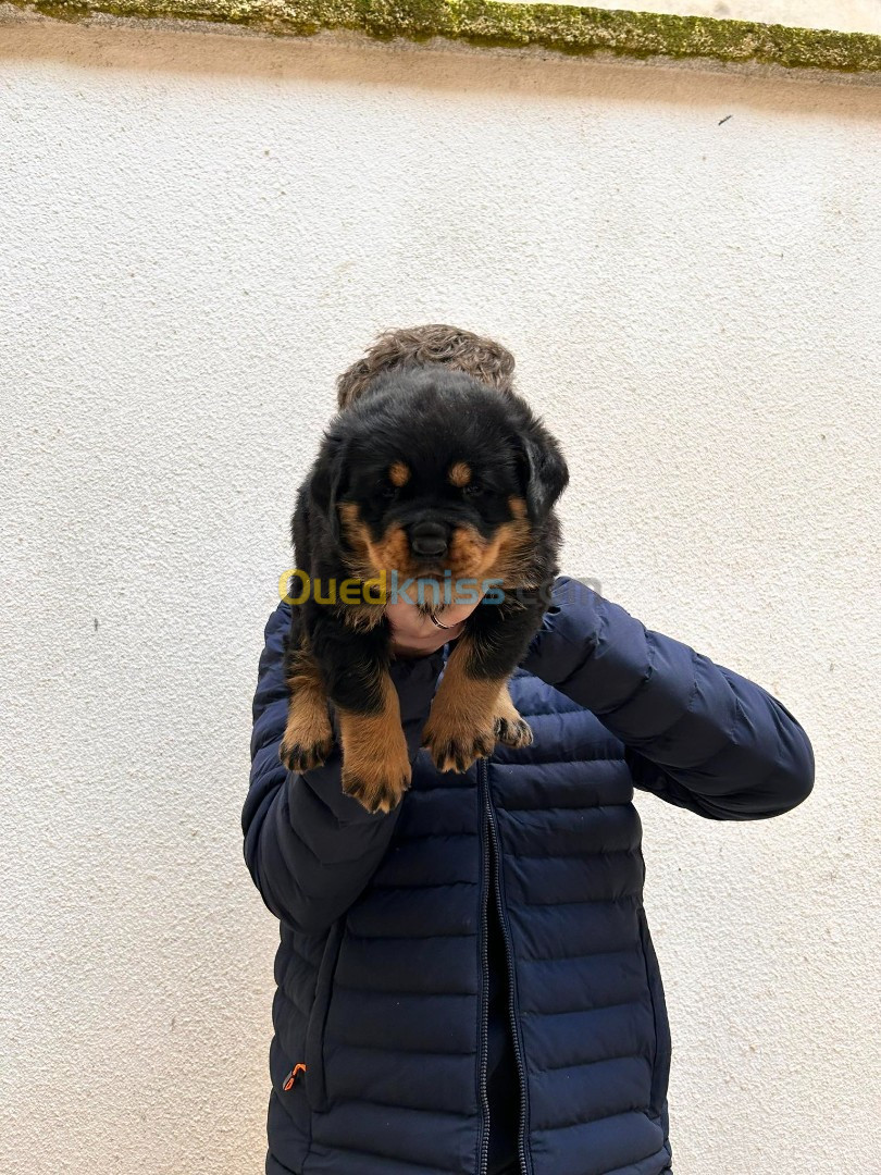 Chiots rotweiller age 30 jours