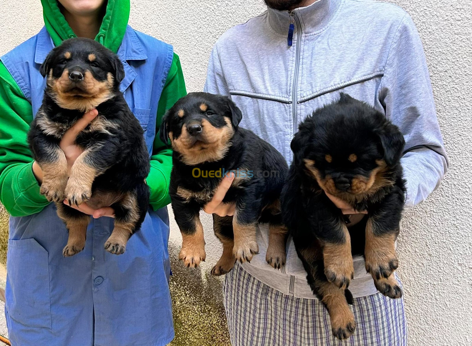 Chiots rotweiller age 30 jours