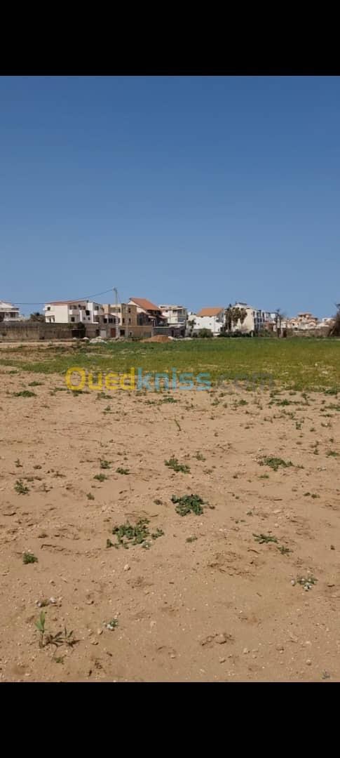 Vente Terrain Agricole Alger Staoueli