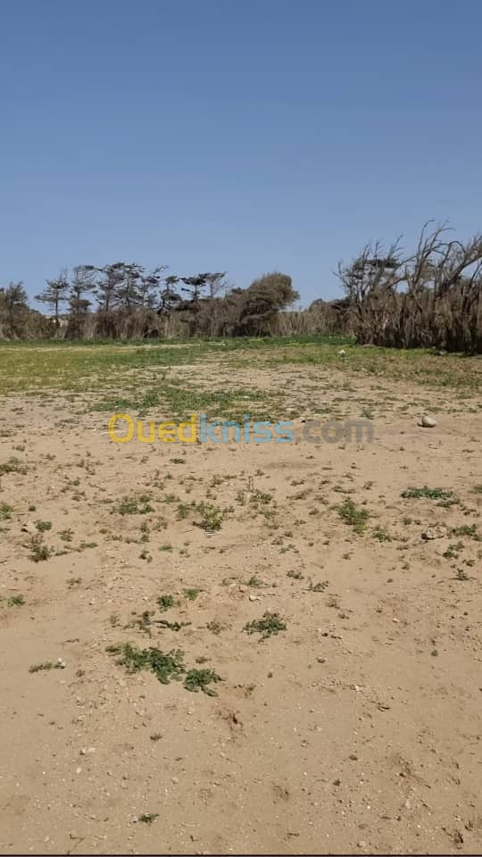 Sell Farmland Alger Staoueli