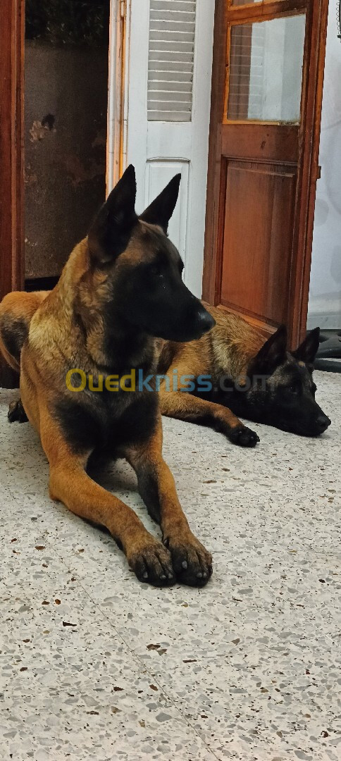 Chiots Malinois pure race 