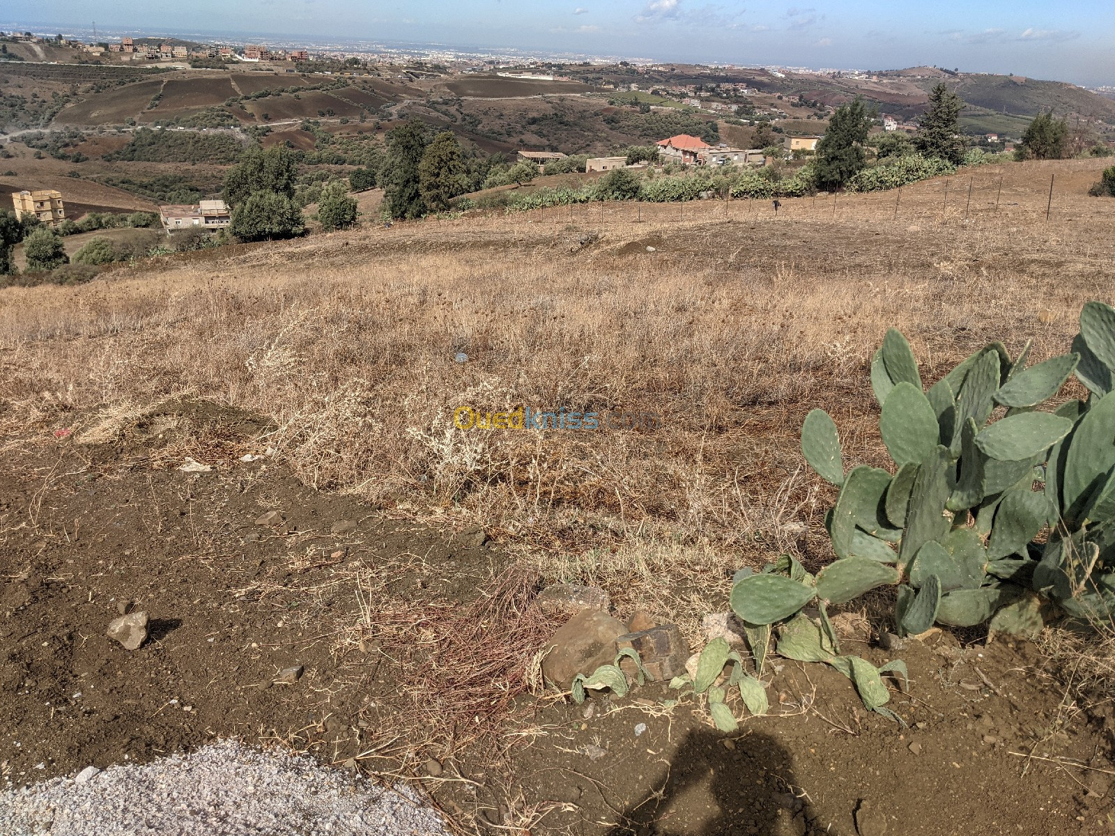 Vente Terrain Agricole Boumerdès El kharrouba