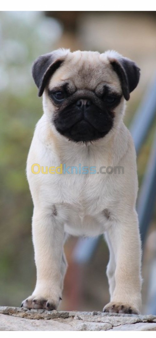 Carlin ou pug pure race 