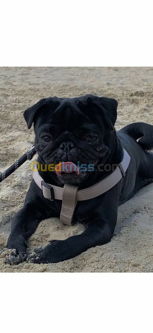 Carlin pug black 