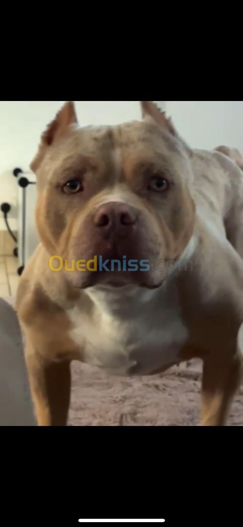 Americain bully standard merle