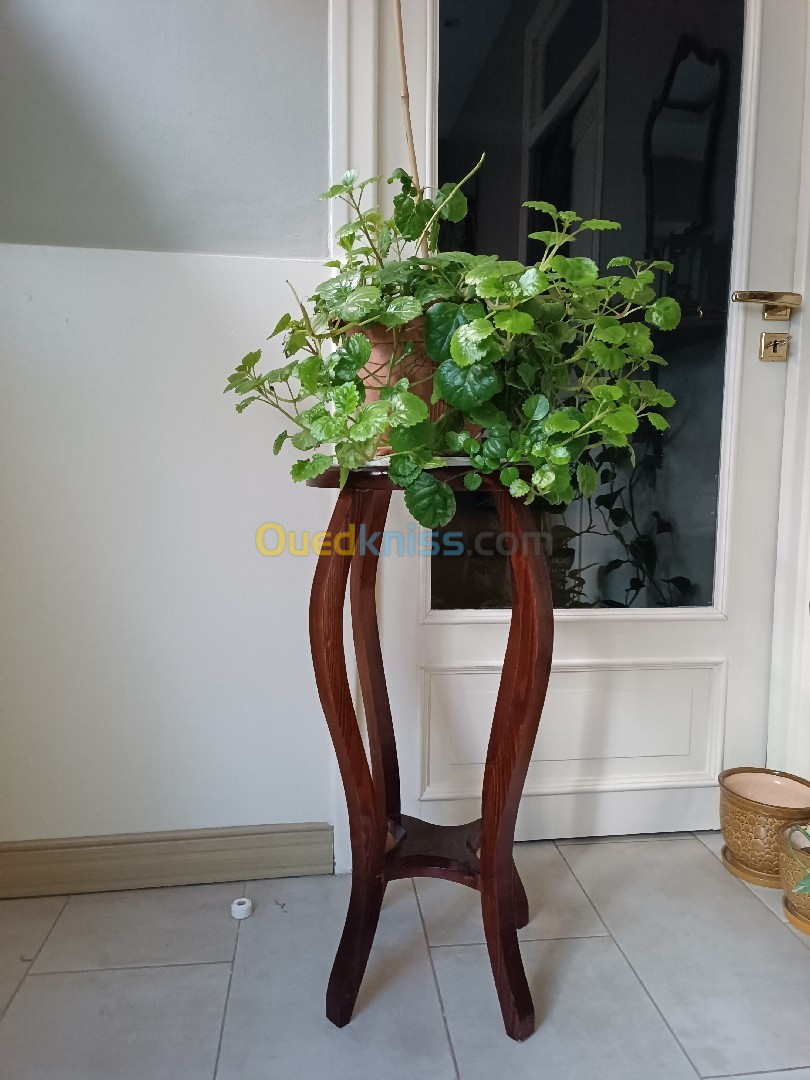 Table + plante 