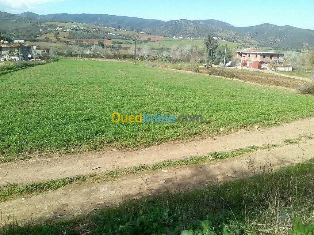 Vente Terrain Skikda Sidi mezghiche