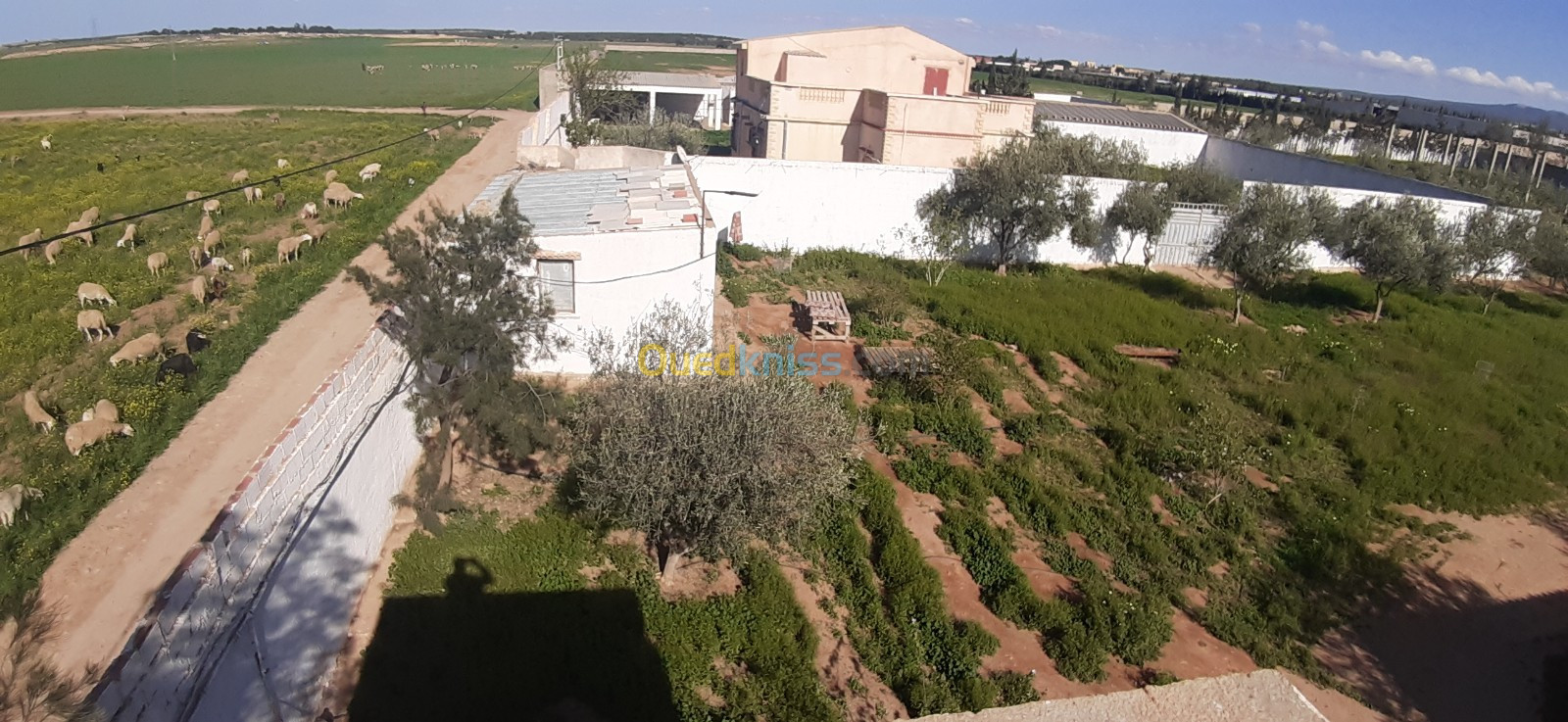 Vente Terrain Agricole Sidi bel abbes Amarnas