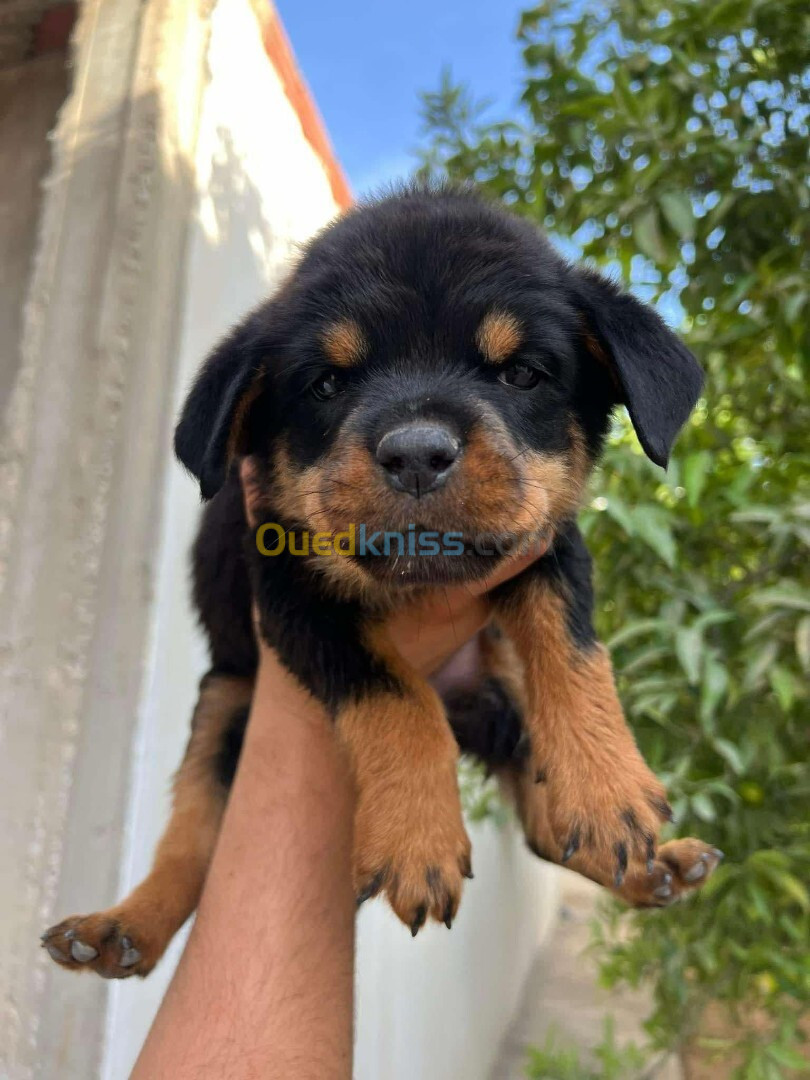 Rottweiler