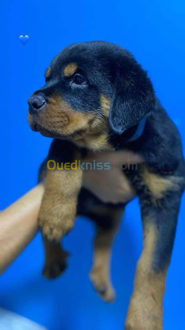 Rottweiler