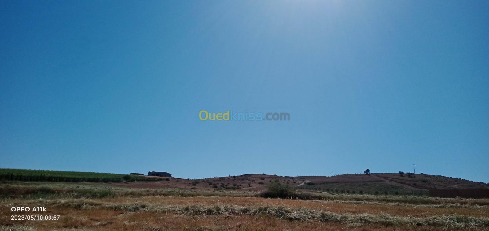 Vente Terrain Tlemcen Zenata